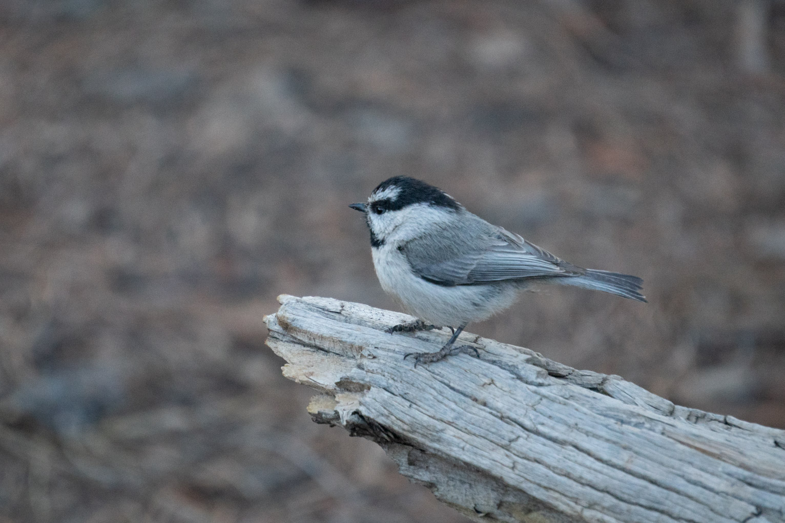 A mountain chickadee on a branch against a very blurry background of perhaps dirt and sticks